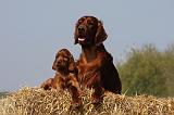 SETTER IRLANDAIS 148